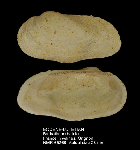 EOCENE-LUTETIAN Barbatia barbatula.jpg - EOCENE-LUTETIANBarbatia barbatula(Lamarck,1805)
